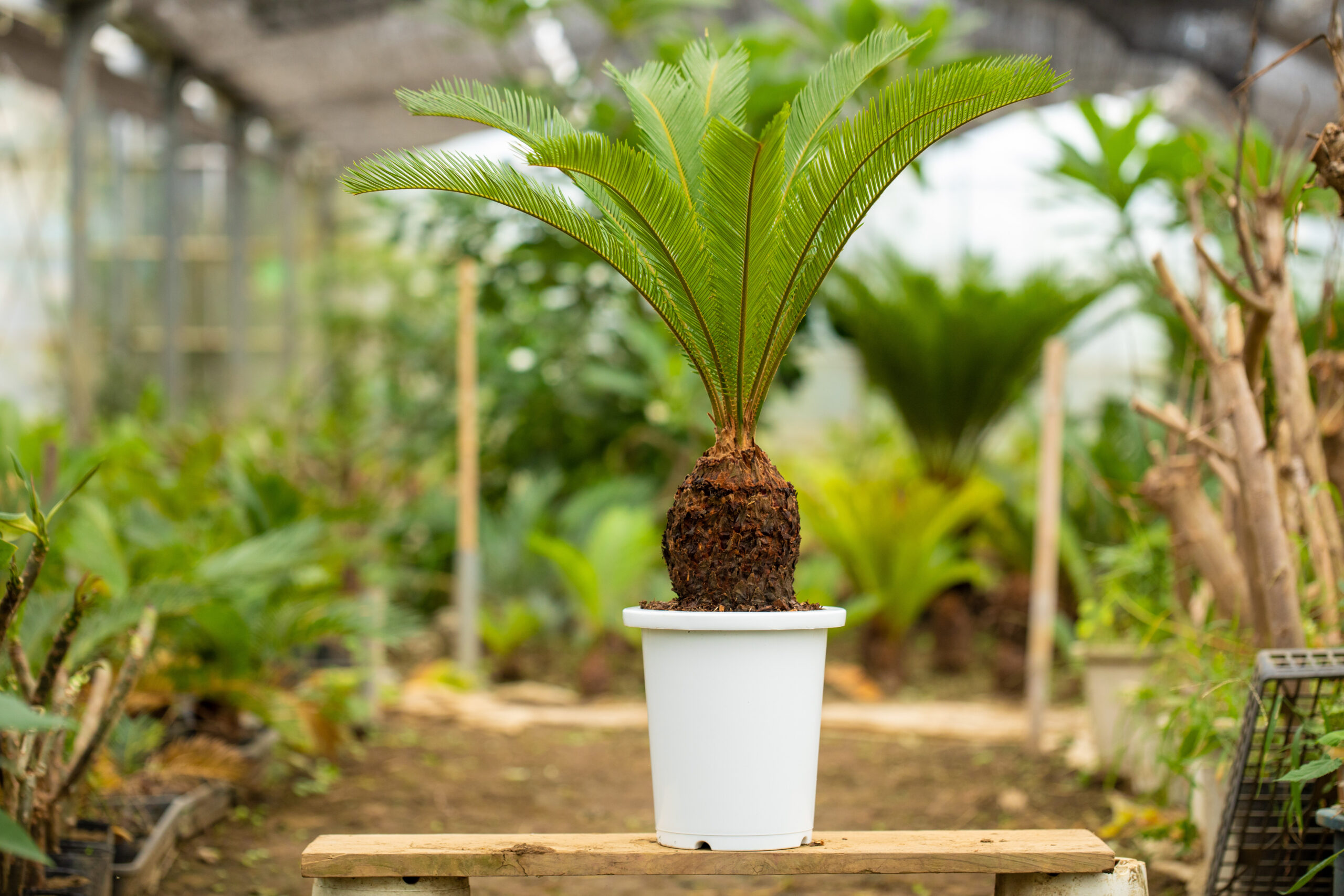 ソテツ（8号） | 株式会社中島造園_EC