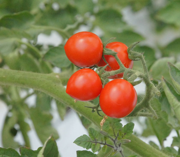 中間市トピックス とまと屋 | トマトアイスクリーム