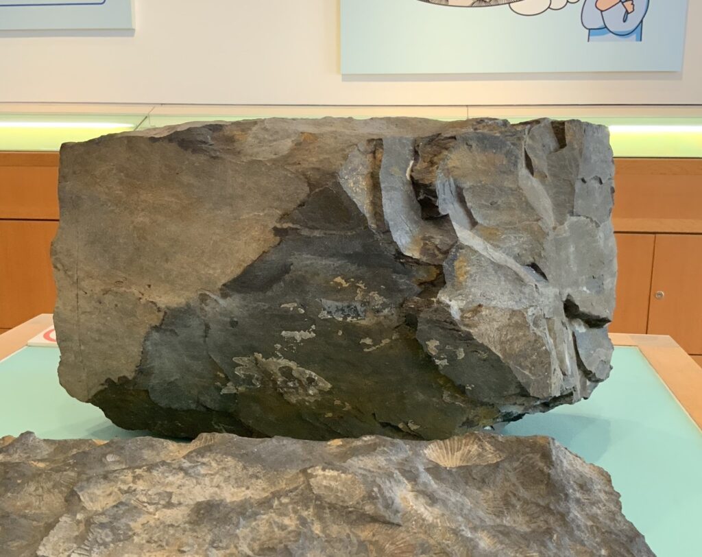 Big News！】貴重な大発見！当館所蔵の化石標本にまさかの魚竜化石