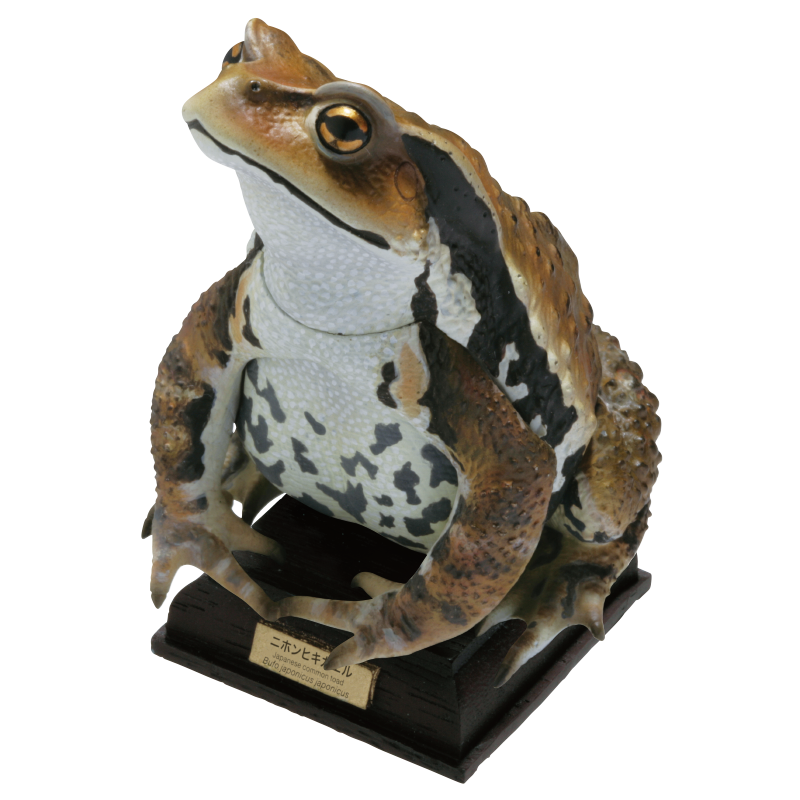 NTC 日本のカエル 特装版 – ネイチャーテクニカラー公式