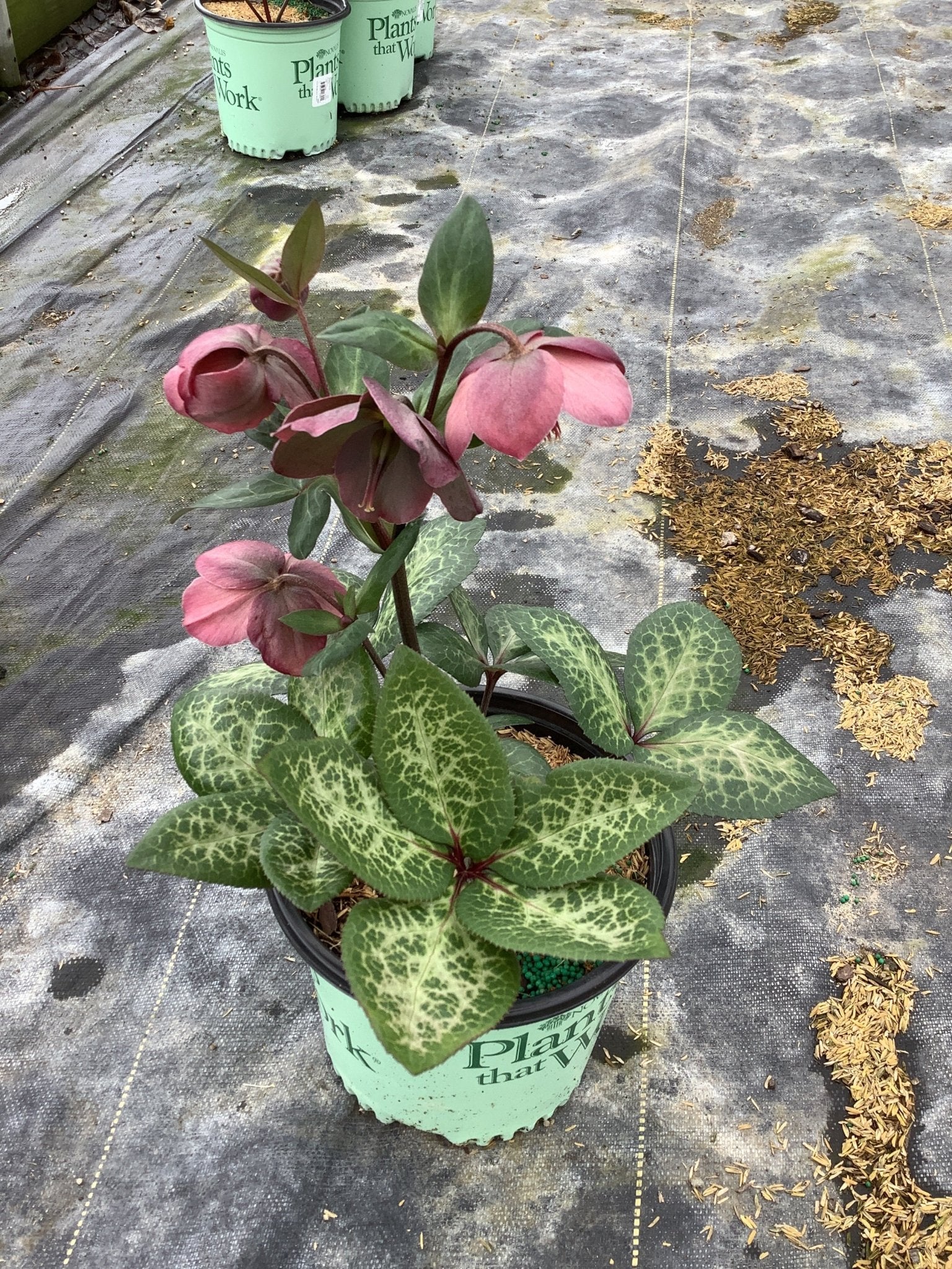 FrostKiss™ Penny's Pink® Lenten Rose | Buy at NatureHills.com