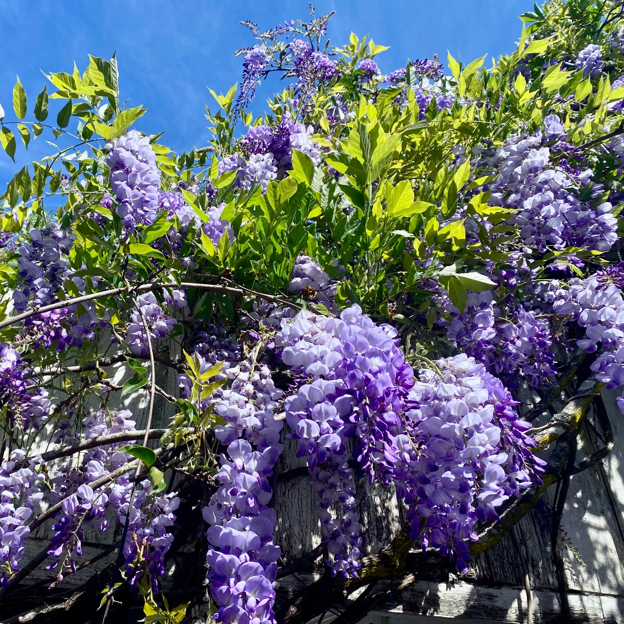 Amethyst Falls Wisteria | Drought-Tolerant Climbing Vine