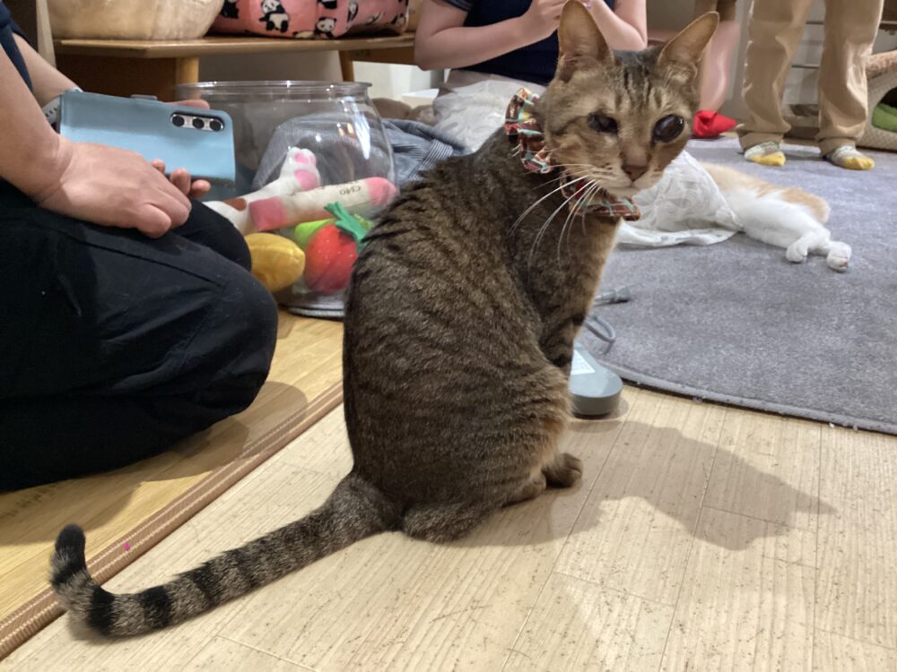 あぁ君卒業スペシャル👨‍🎓 - 里親募集型猫カフェ えこねこ