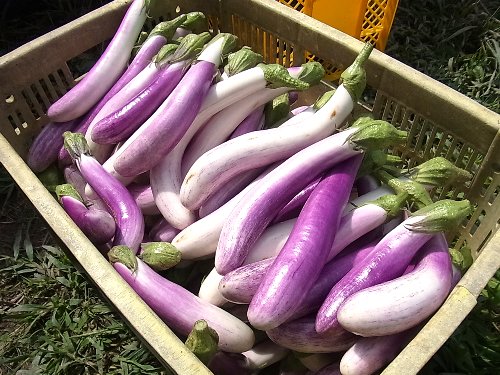 薄紫茄子 2014年9月12日 | 南房総 有機農園 ねぎぼうず南房総 有機農園