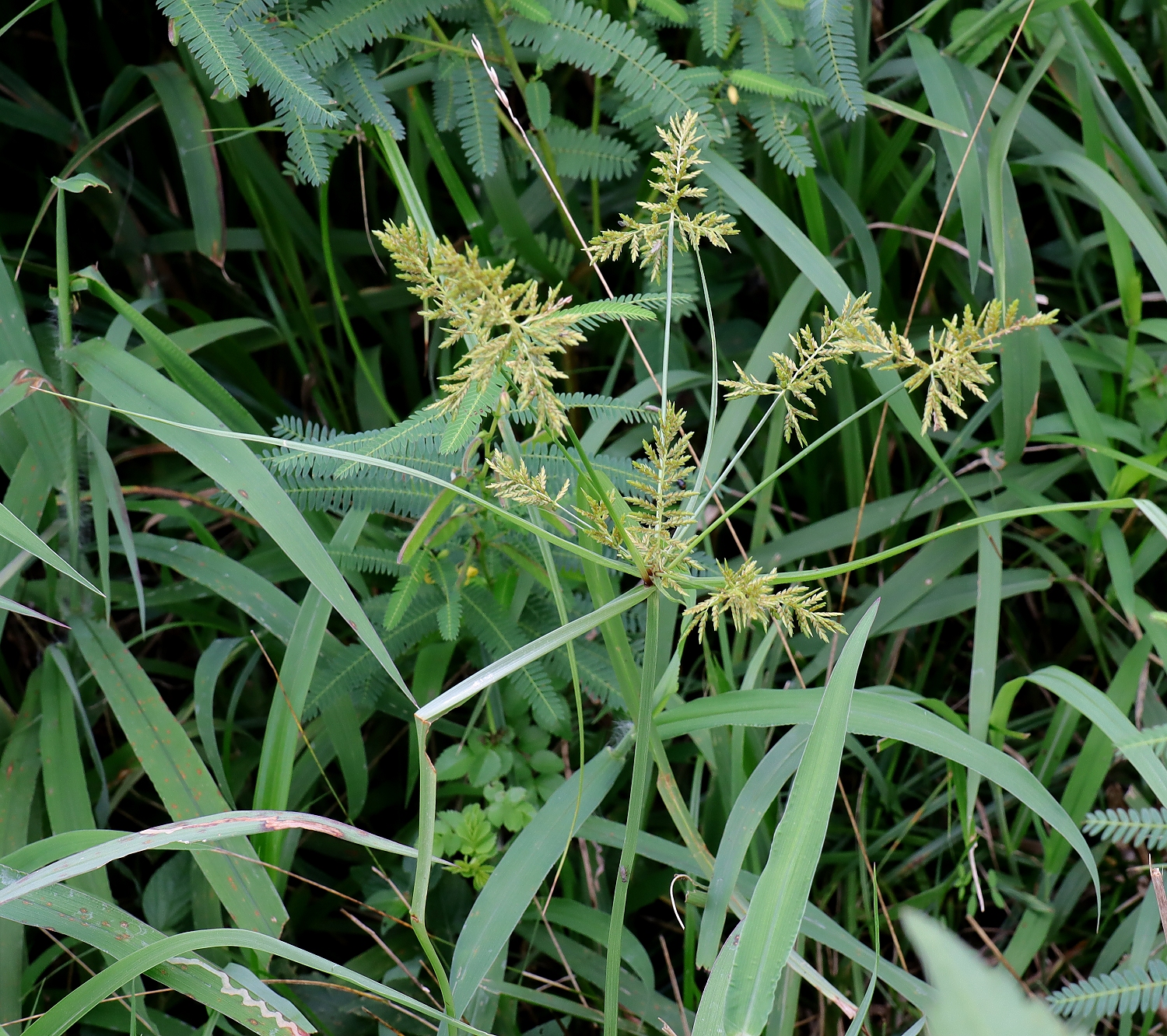 カヤツリグサ | 山川草木図譜 | 野山の植物, 9月, 秋, 街での植物