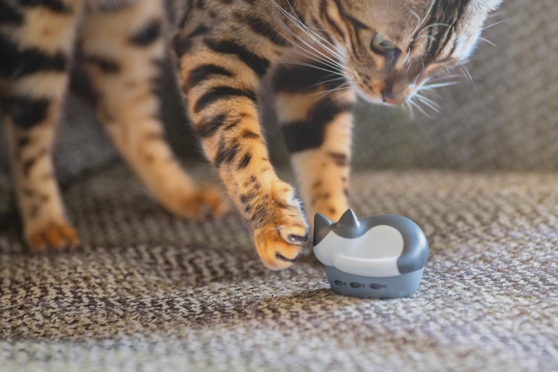 猫も惑わす猫型ワイヤレスイヤホン、三毛トラハチワレ3柄追加 | 猫