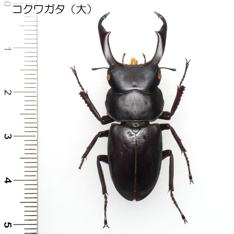 スジクワガタとコクワガタの比較 – 京都九条山自然観察日記