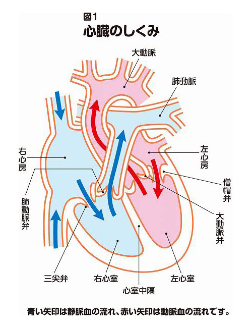 僧帽弁閉鎖不全症とは？原因・症状・検査・治療・手術方法｜ニュー