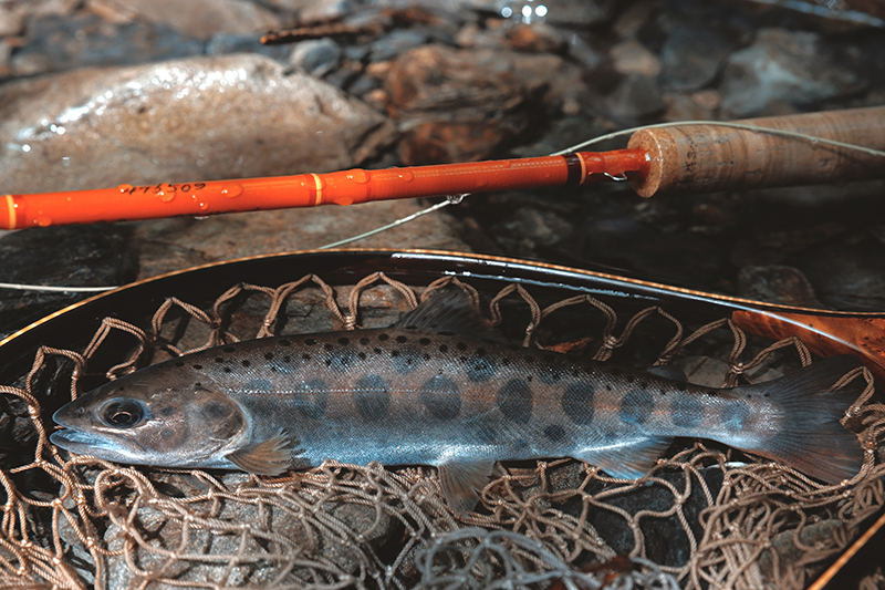 F Series｜スコット｜Casket カスケット