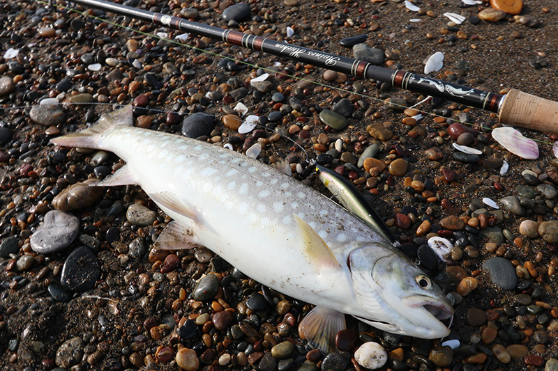 モンスタープロデューサー/page/6｜ニュース（総合ブログ） ｜Casket