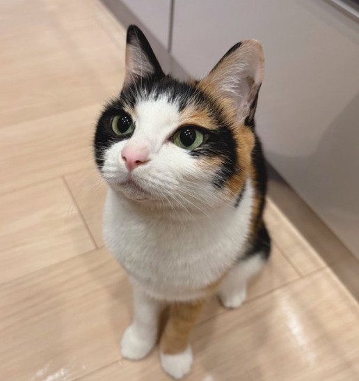 二度見】美しい三毛猫ちゃんのまさかの姿に驚き！コメント欄「流石に長