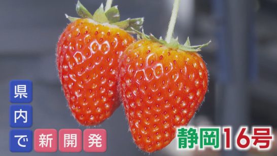 静岡16号」…10年ぶり静岡県発イチゴの新品種 特長は『猛暑に強い』その