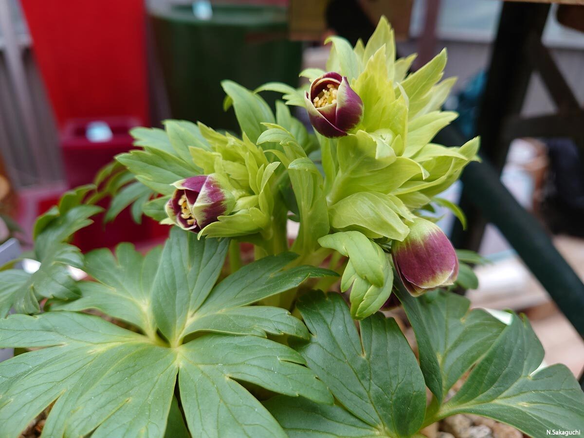 幻の花 ヘレボルス・チベタヌス〉クリスマスローズの可能性を探る