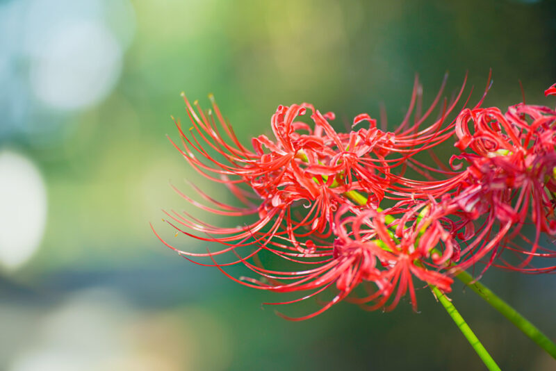 彼岸花の穴場スポット埼玉県吉見町の「さくら堤公園」 | にんまり花散歩