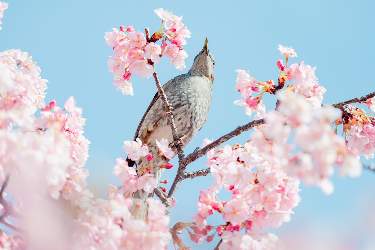 NIKKOR Z 28-400mm f/4-8 VR スペシャルコンテンツ | ニコン