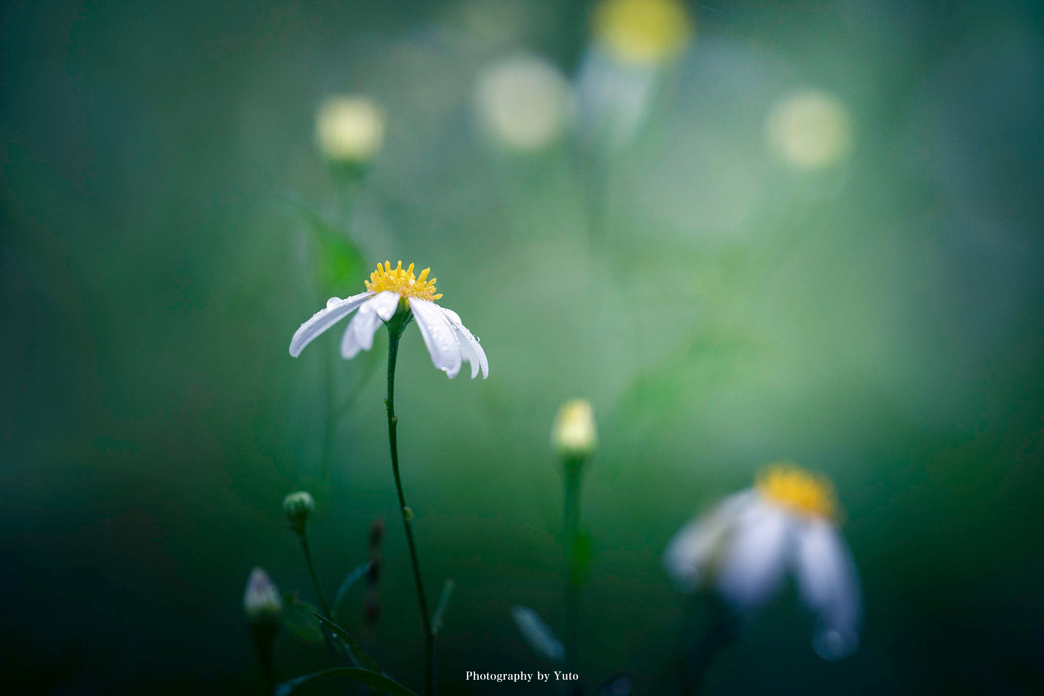 SONY FE 135mm F1.8 GM】レビュー：とろけるボケ感＆はっきりした描写