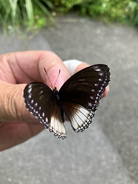 9月10日～17日 与那国 石垣: B級蝶屋の記録3