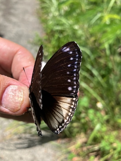 9月10日～17日 与那国 石垣: B級蝶屋の記録3