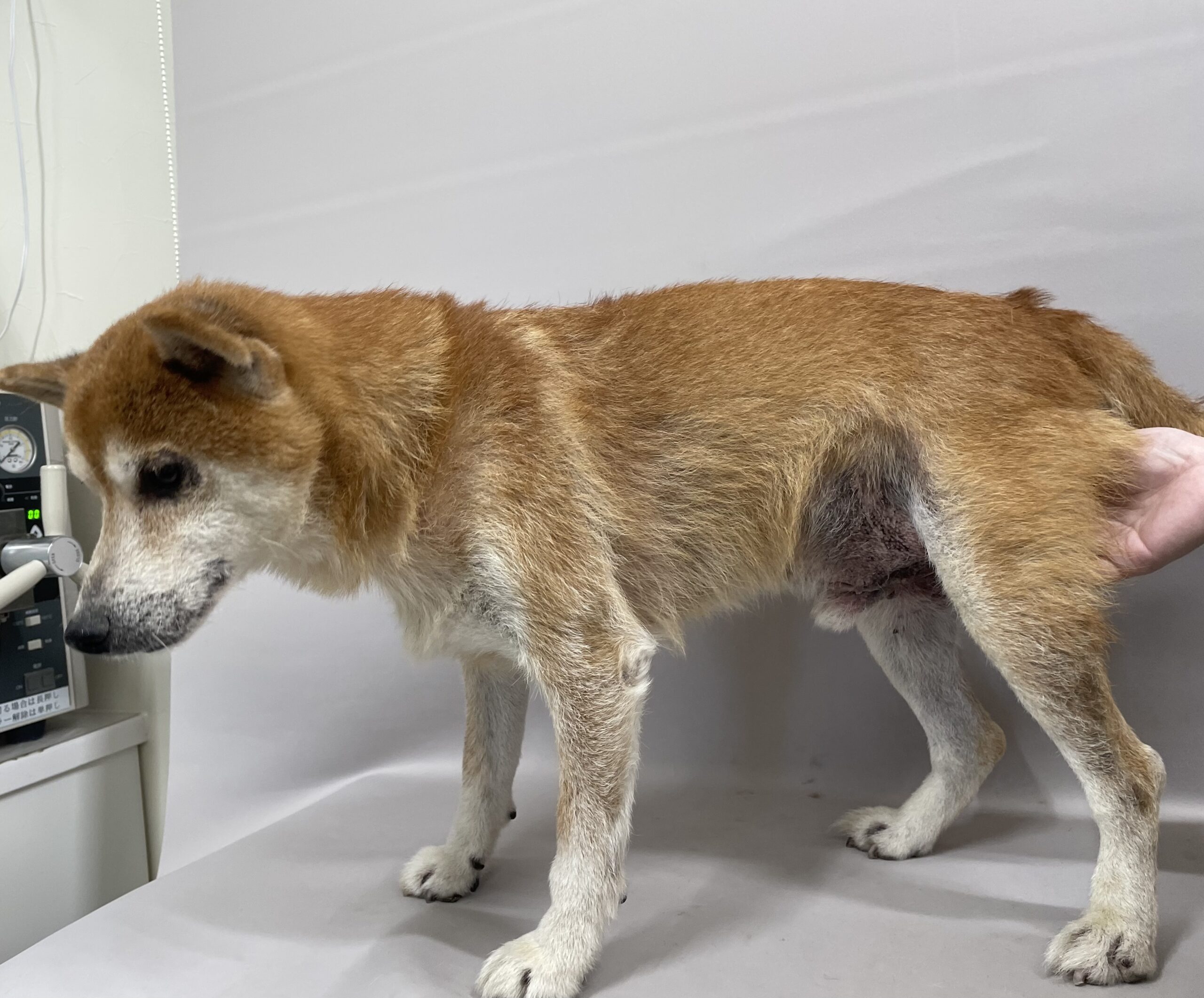 犬アトピー性皮膚炎の柴犬 - 動物病院西谷｜横浜市保土ヶ谷区・旭区