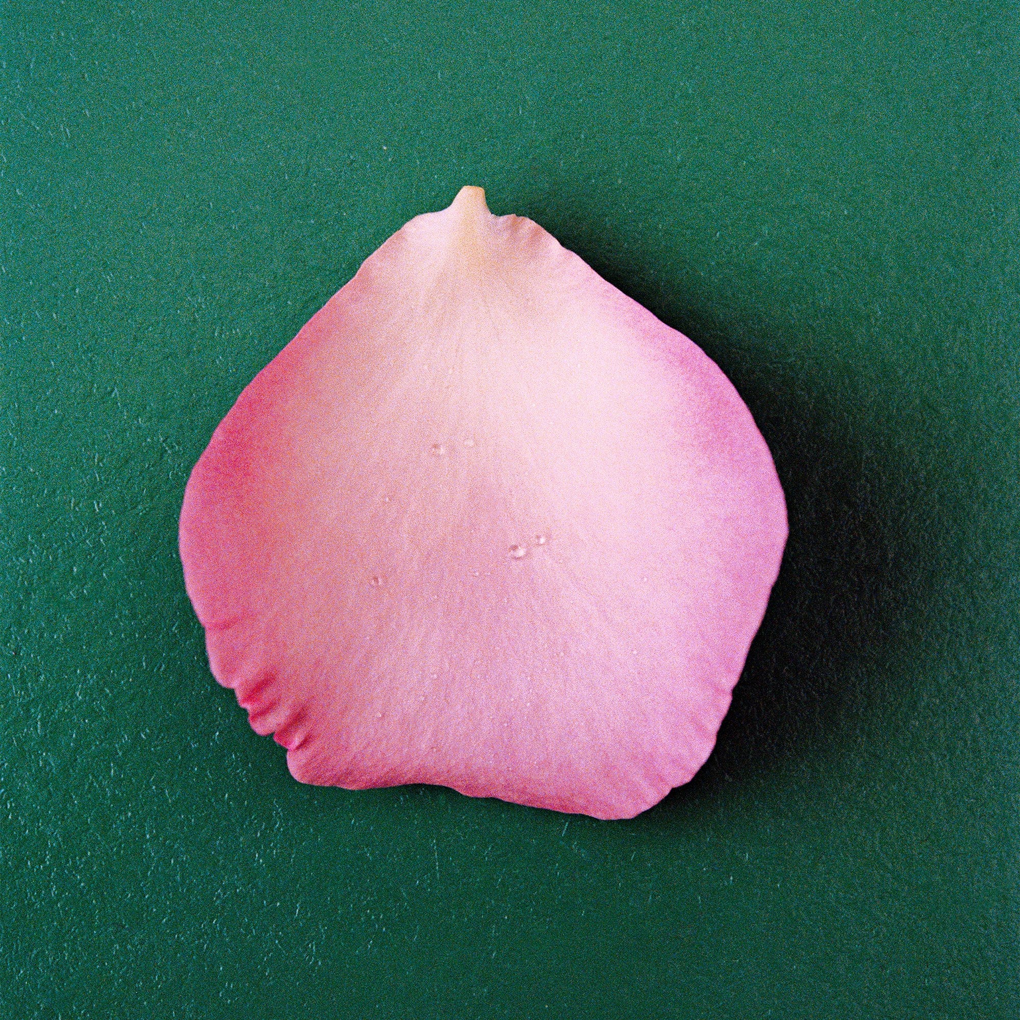 THE ROSE Parfum | NONFICTION Official Site