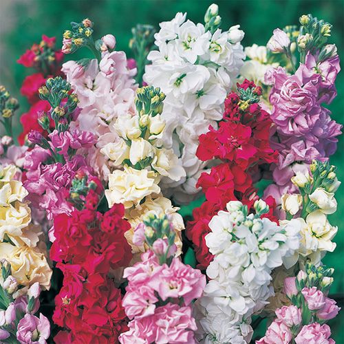 ストック 種 【 一本立ち切り花用 混合 】 実咲小袋 （ ストックの種