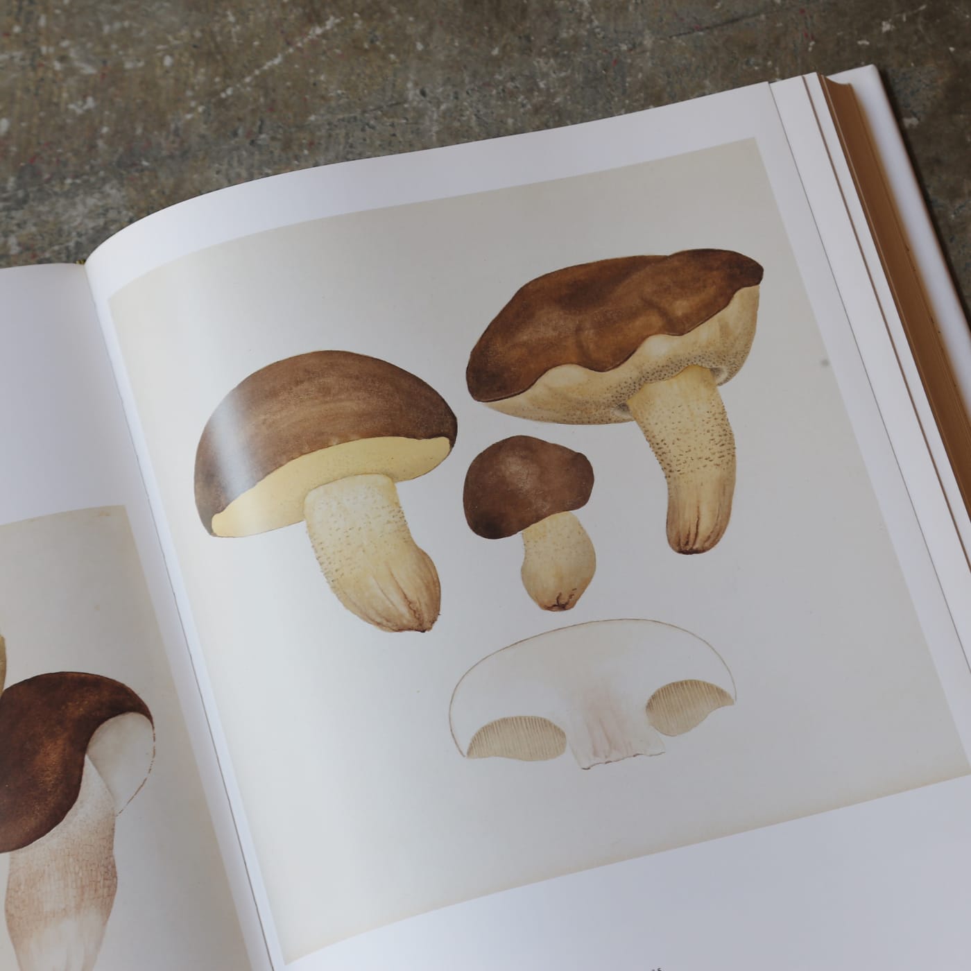 ファーブルが描いたきのこ。自然を愛した偉大なる科学者のまなざし