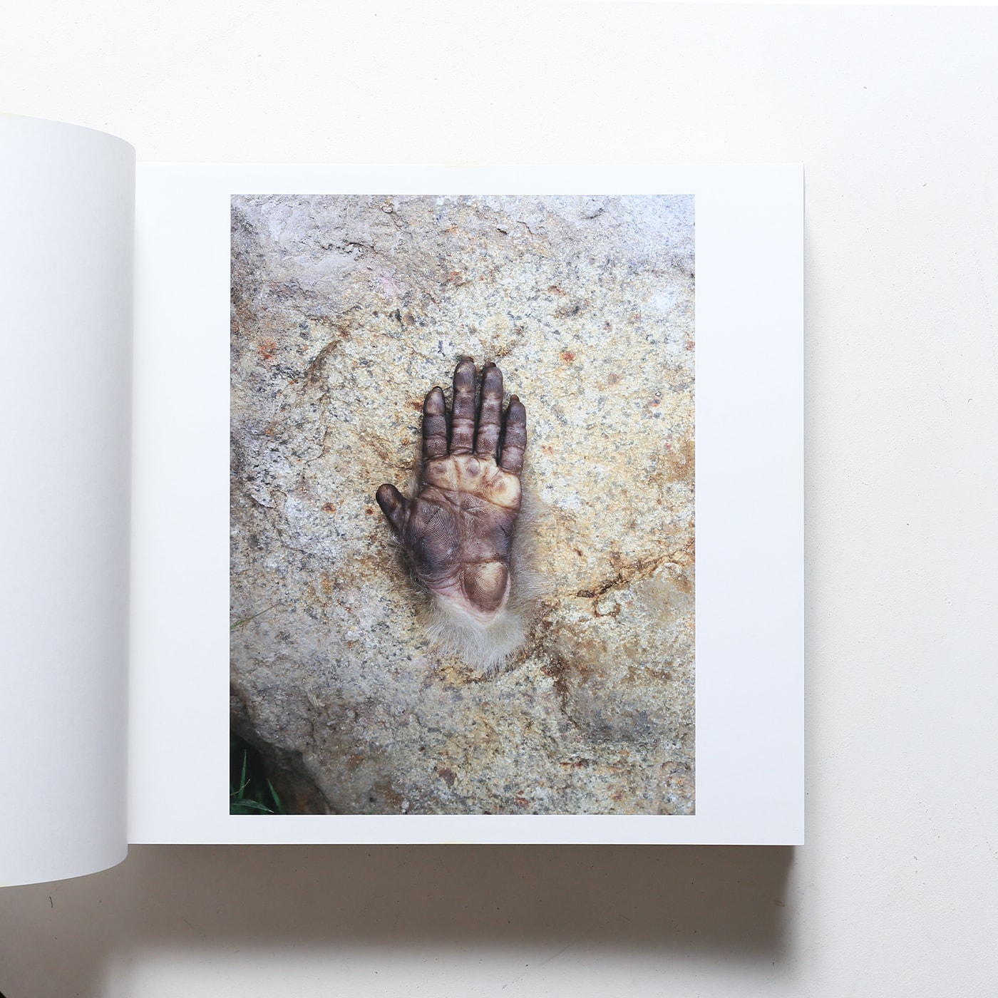 いのちのうちがわ | 石川竜一 | nostos books ノストスブックス