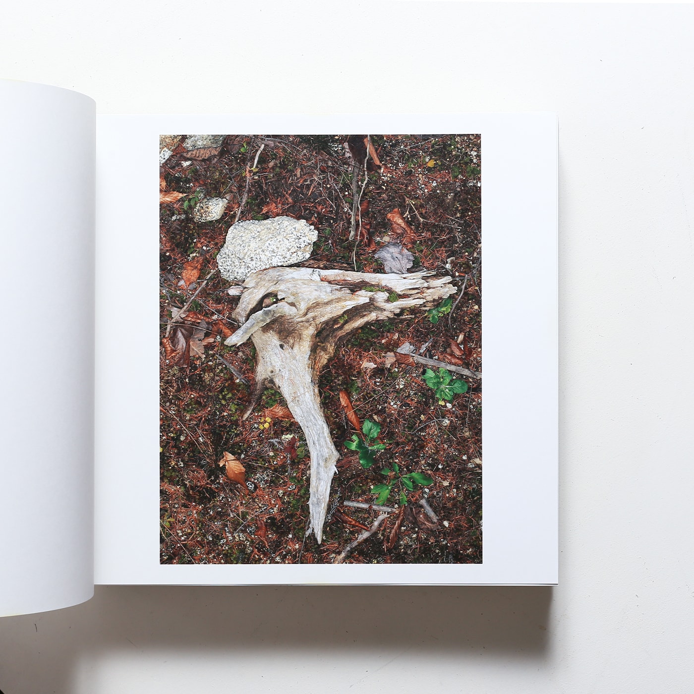 いのちのうちがわ | 石川竜一 | nostos books ノストスブックス