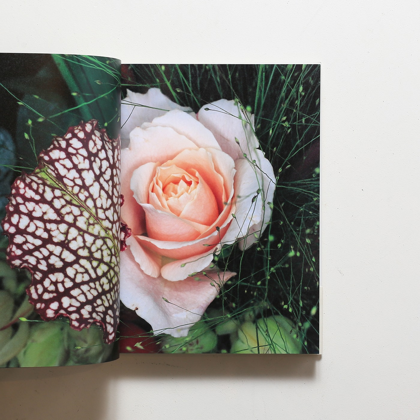 花曲 | 荒木経惟 | nostos books ノストスブックス