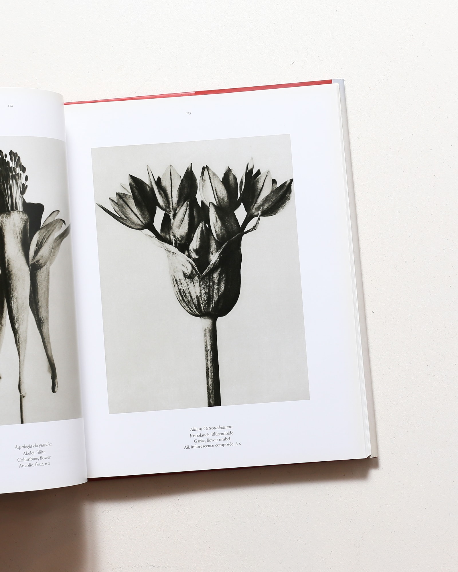 Karl Blossfeldt: The Complete Published Work | カール・ブロス