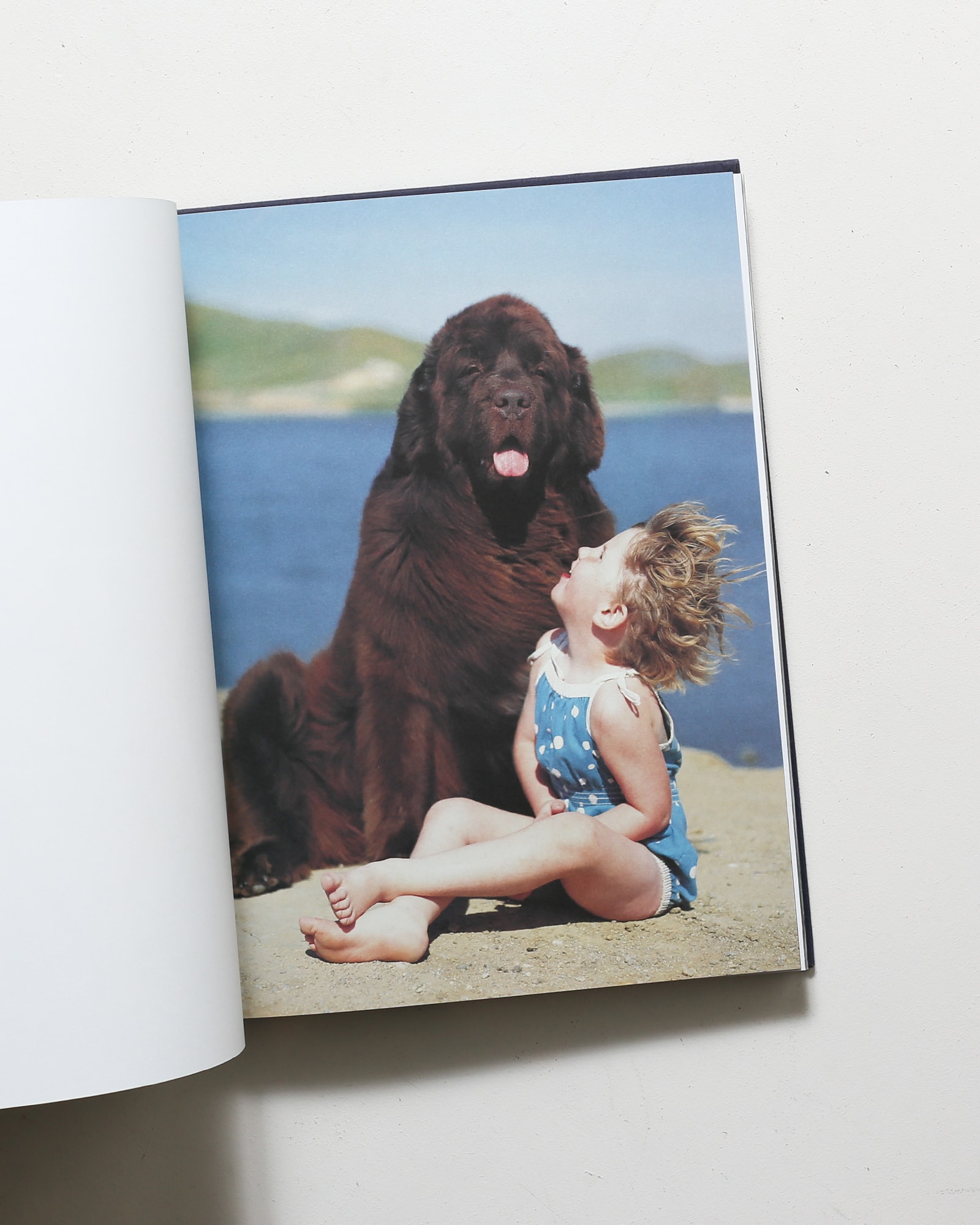 Gentle Giants: A Book of Newfoundlands | Bruce Weber ブルース