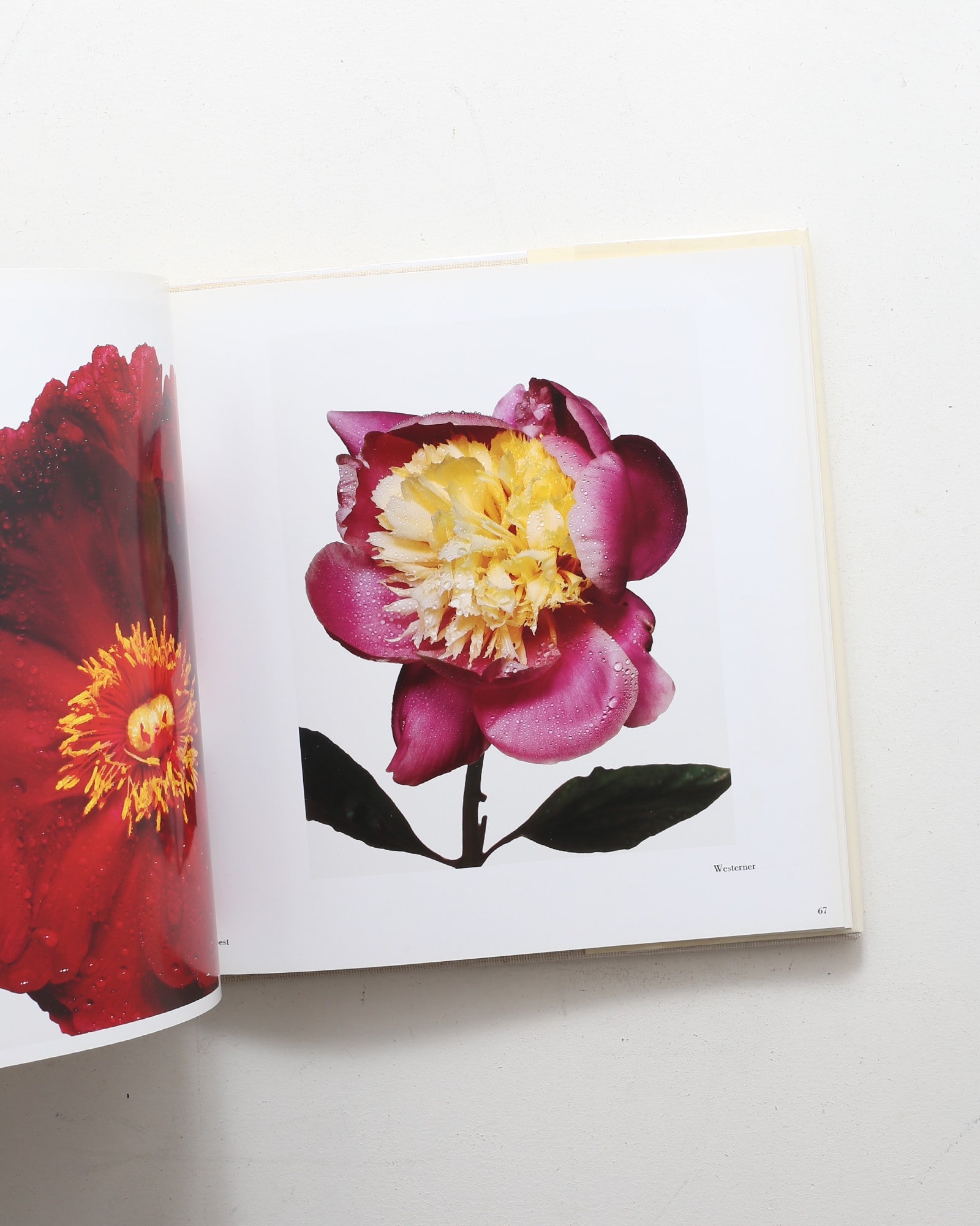 Flowers | Irving Penn | nostos books ノストスブックス