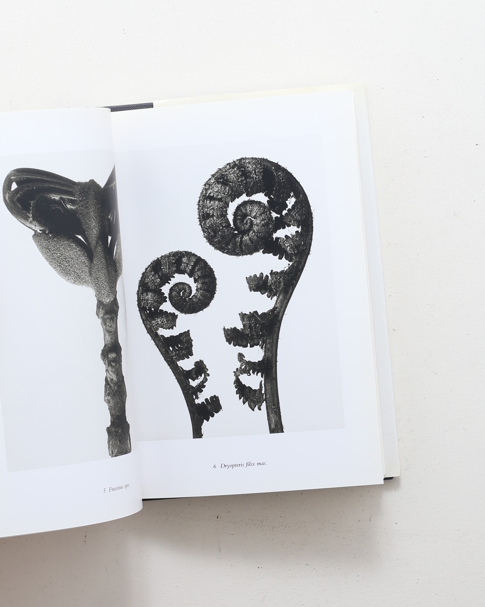 Karl Blossfeldt: The Alphabet of Plants | カール・ブロスフェルト