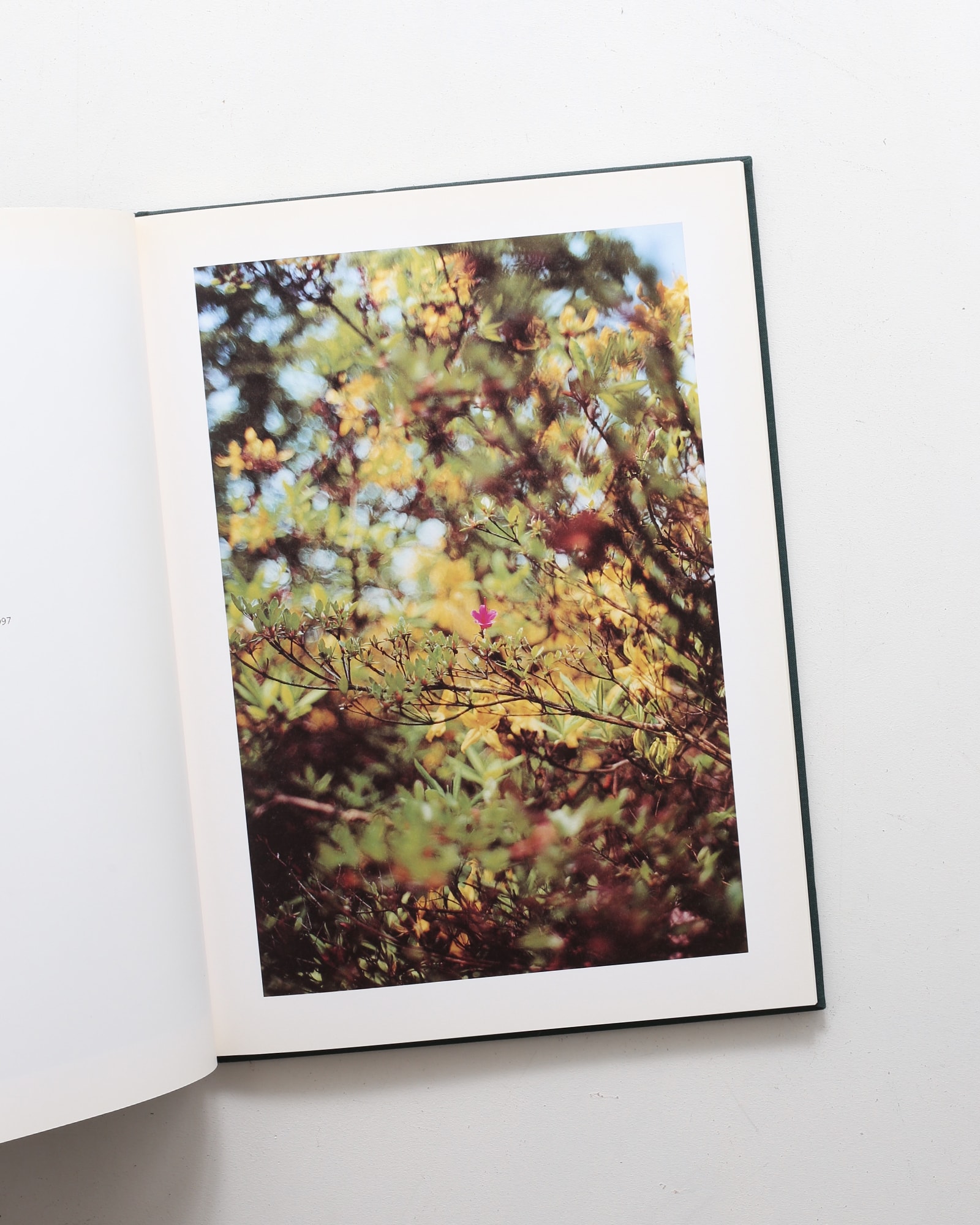 Hunter Green | Terri Weifenbach テリ・ワイフェンバック | nostos