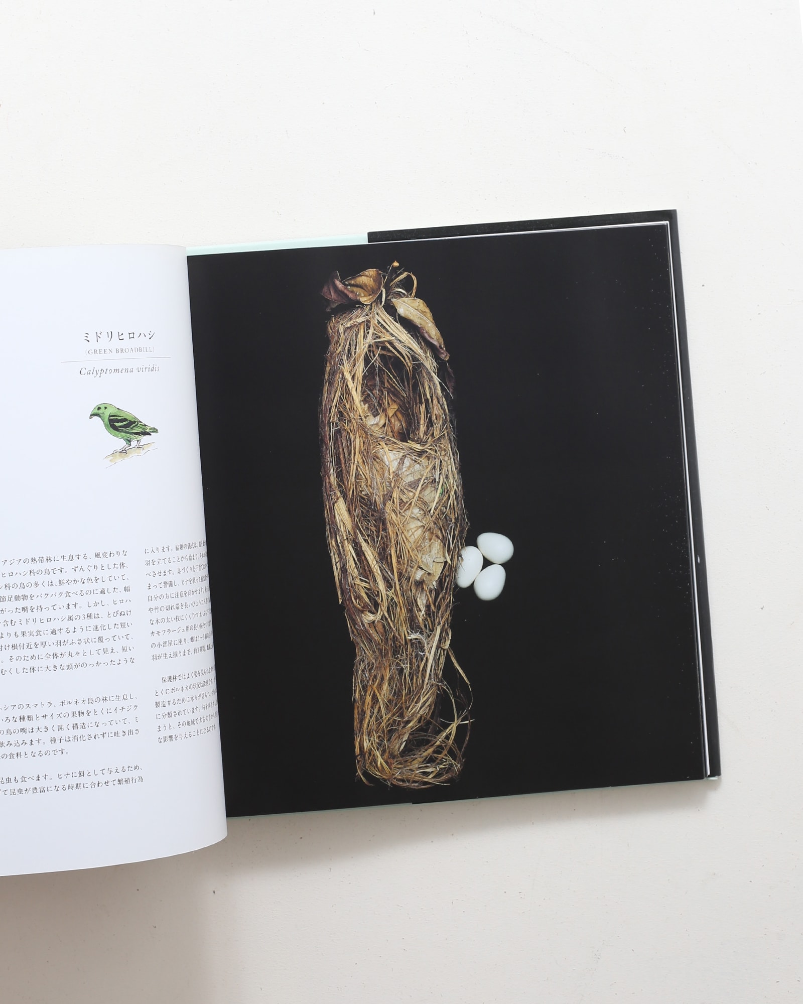 鳥の巣 50個の巣と、50種の鳥たち | シャーロン・ビールズ | nostos