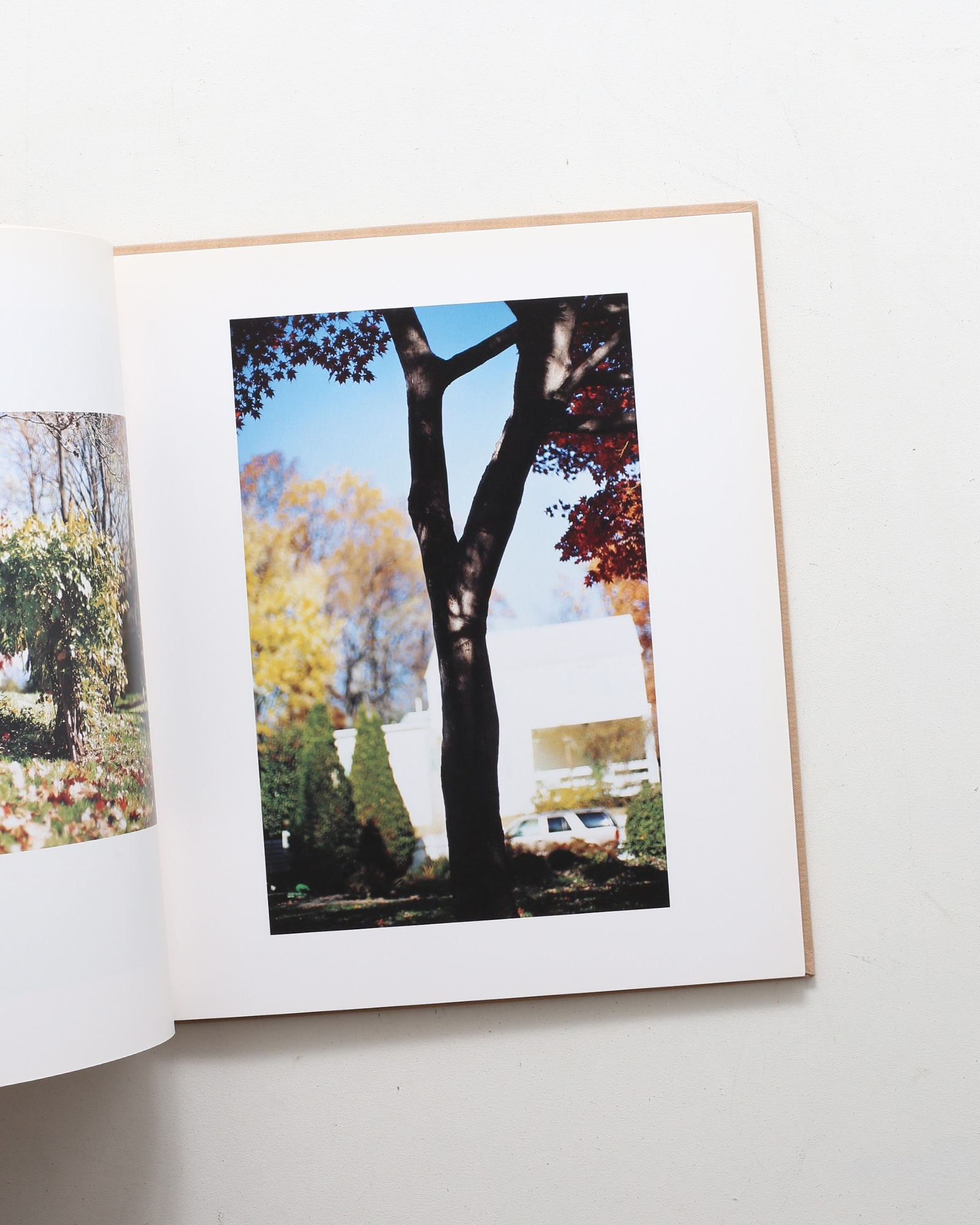 Between Maple and Chestnut | Terri Weifenbach テリ・ワイフェン