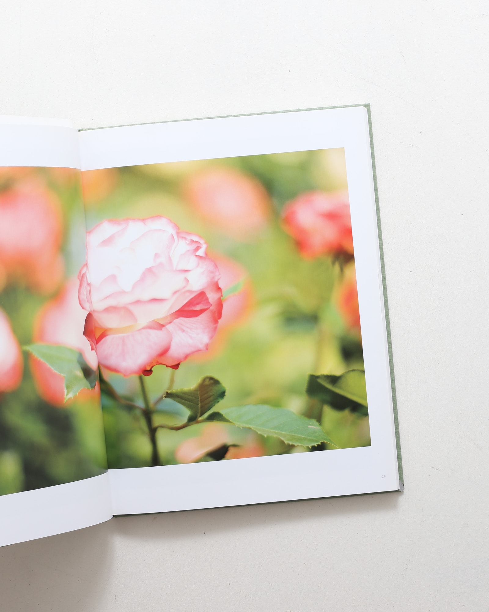 Terri Weifenbach: The May Sun | 山田裕理 | nostos books ノストス