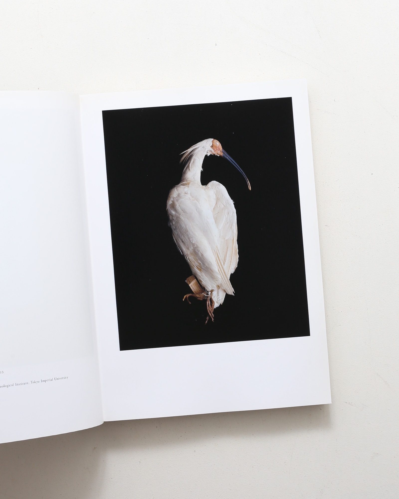 鳥のビオソフィア Biosophia of Birds | 上田義彦、西野嘉章 | nostos