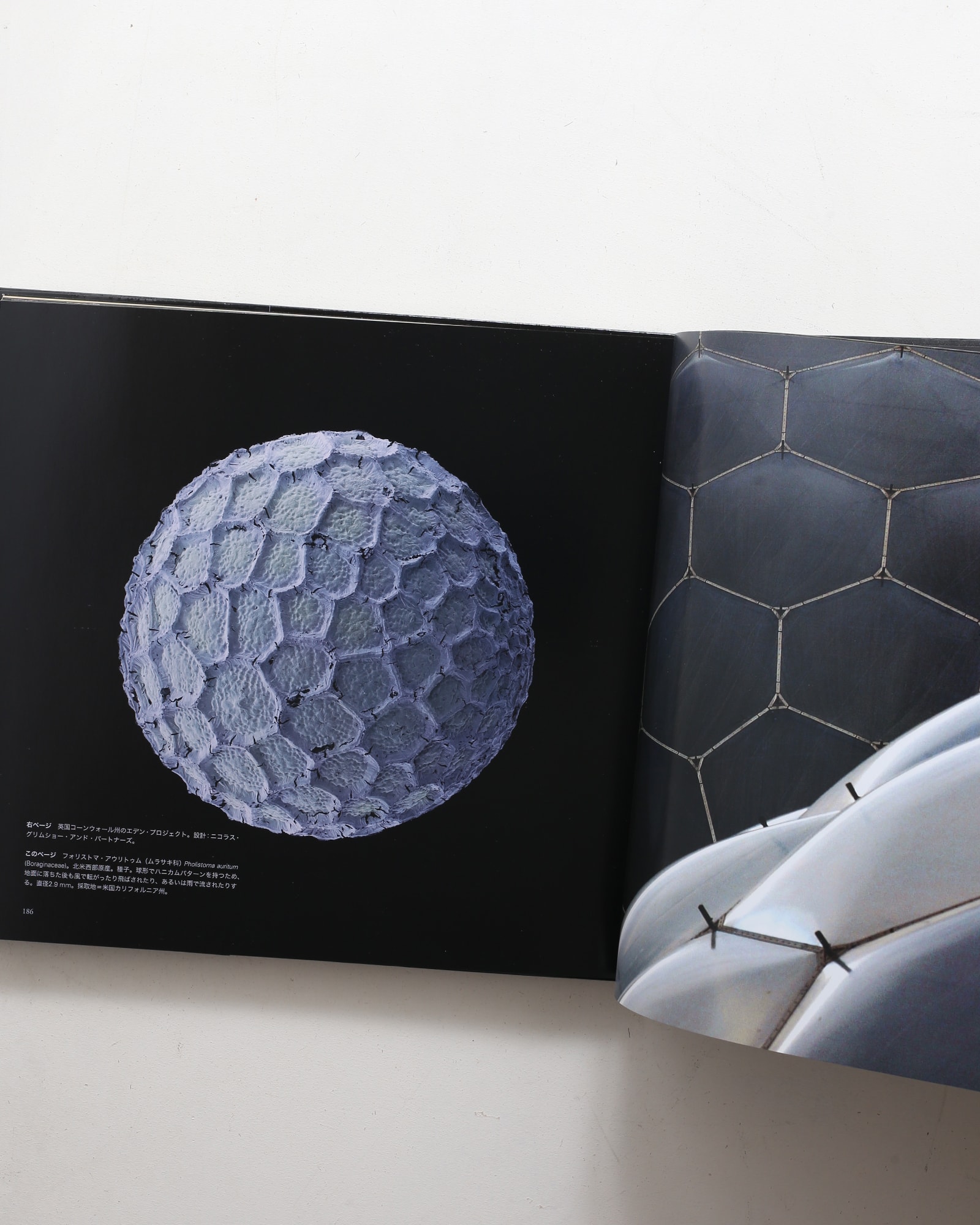 世界で一番美しい種子図鑑 | nostos books ノストスブックス