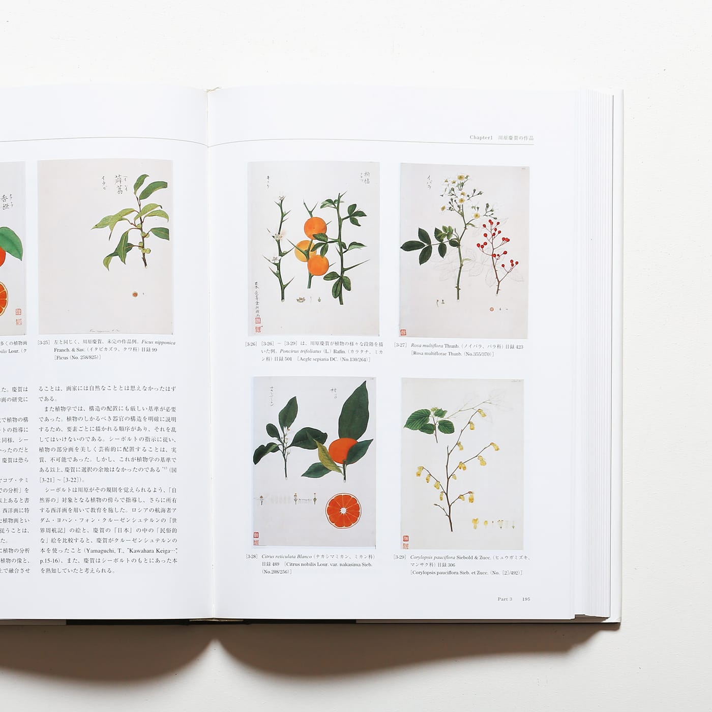 Flora シーボルト日本植物図譜コレクション | T.A.チェルナーヤ