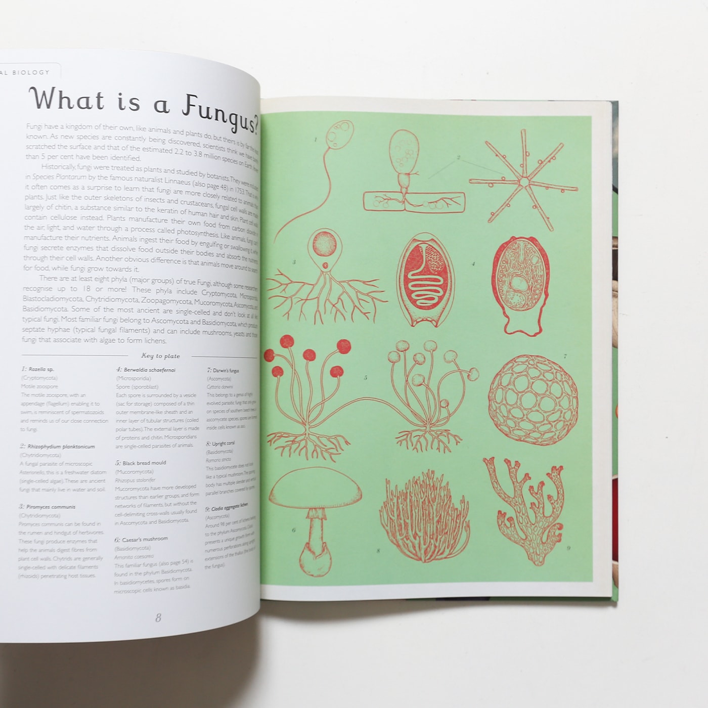 Fungarium: Welcome to the Museum | Ester Gaya | nostos books