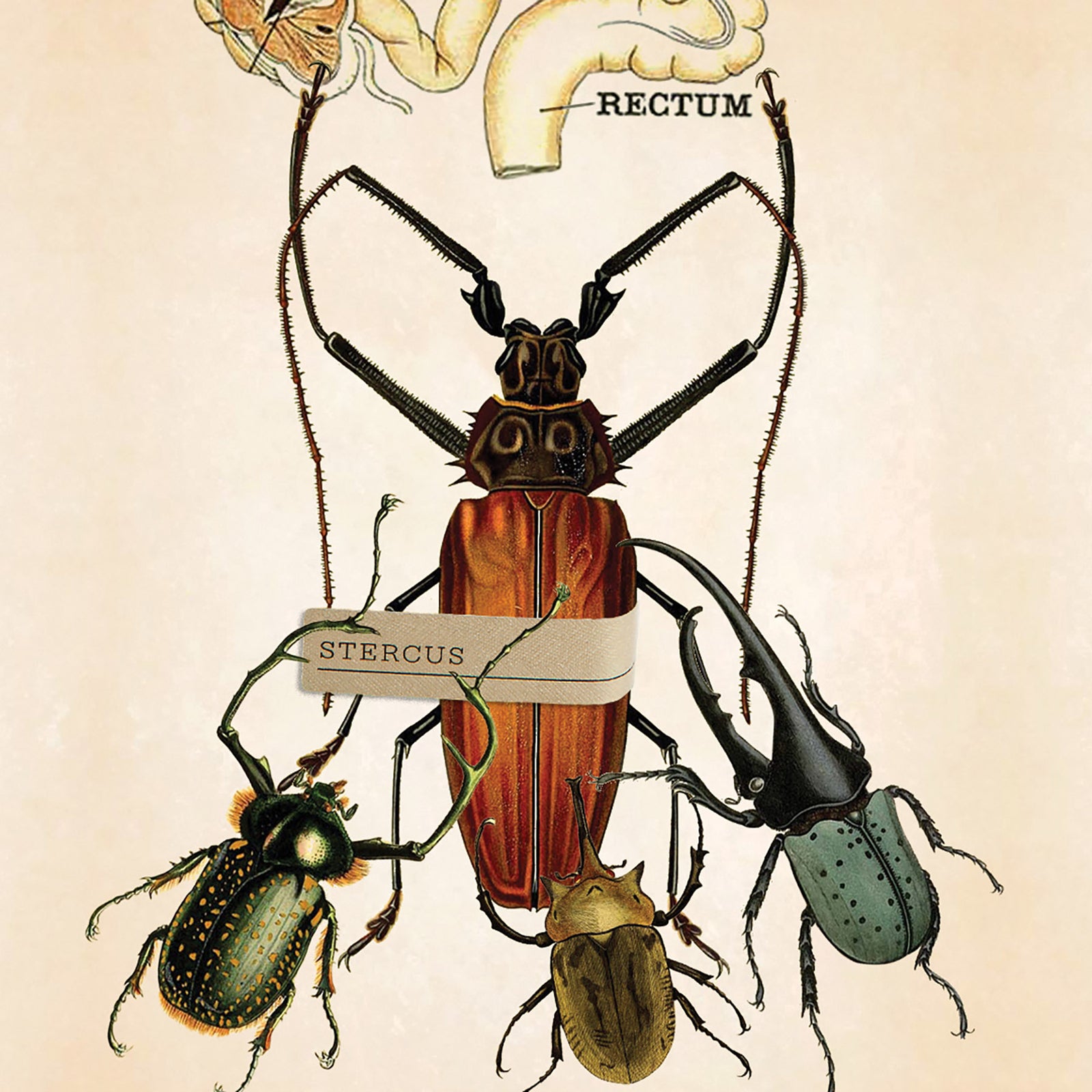 OP0306_1600x.jpg?v=1747357597