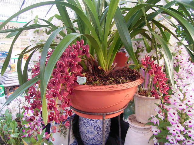 フォアゴットンフルーツ – 新潟こだわり市場