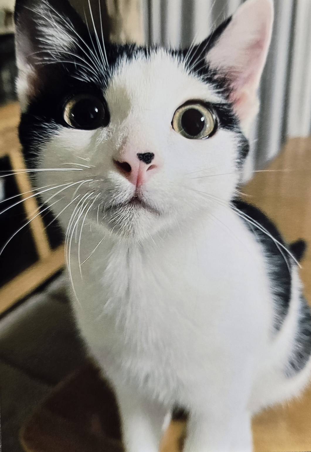 にゃんだらけ公式サイト