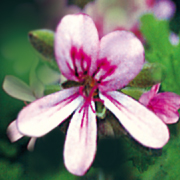 ワイルドローズ ビューティセラム | ニールズヤード レメディーズ 公式