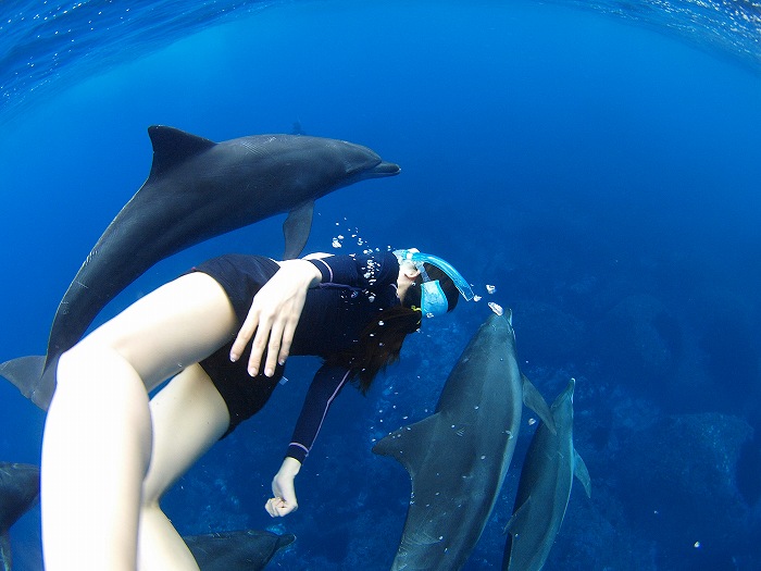 台風後のイルカはフレンドリー説 | ダイビングと海の総合サイト