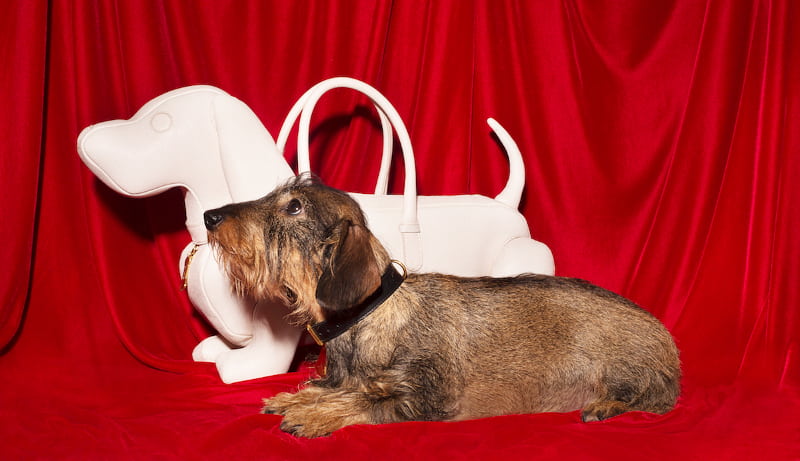 トム ブラウンのダックスフント型バッグがカラフルに登場、すべてが