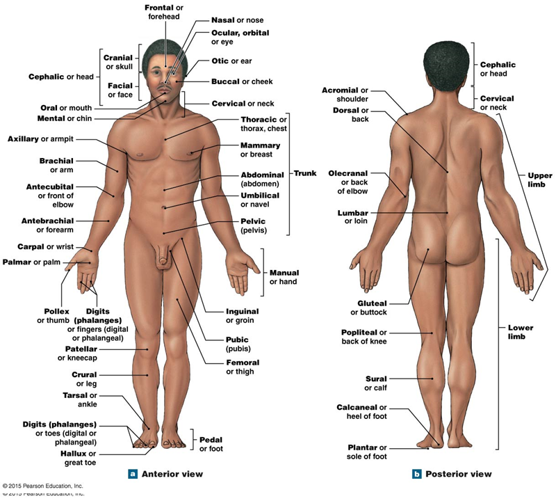 Biology 207 A&P 1 (LAB - Unit 1) Diagram | Quizlet