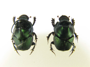 メタルロボ的コガネムシ。: 三足のわらじ