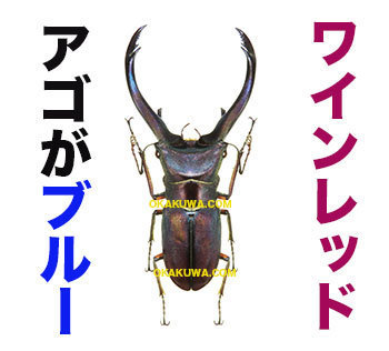 さらに珍色とさらに朗報。: 三足のわらじ